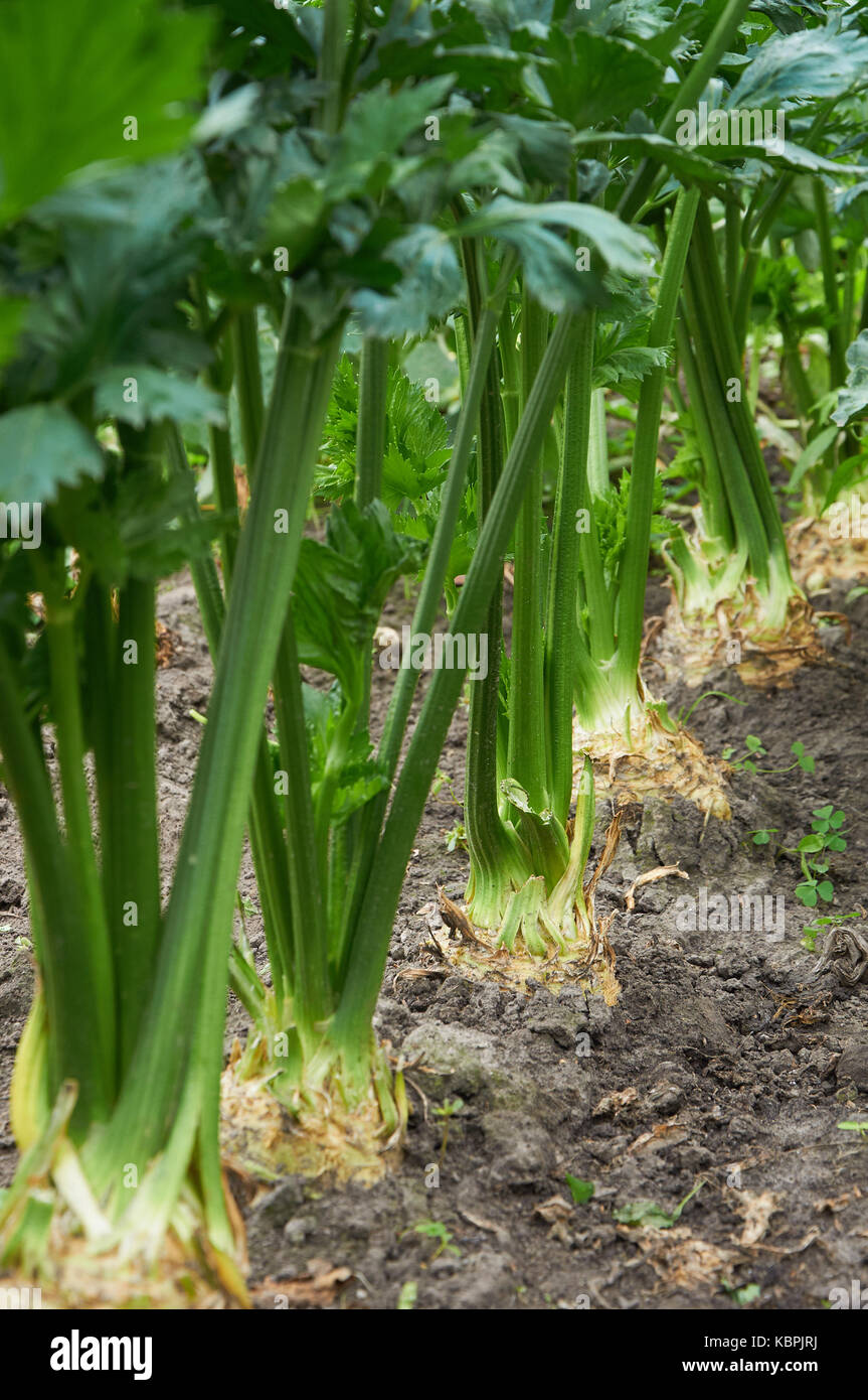 Row of ripe root celery is growing Stock Photo