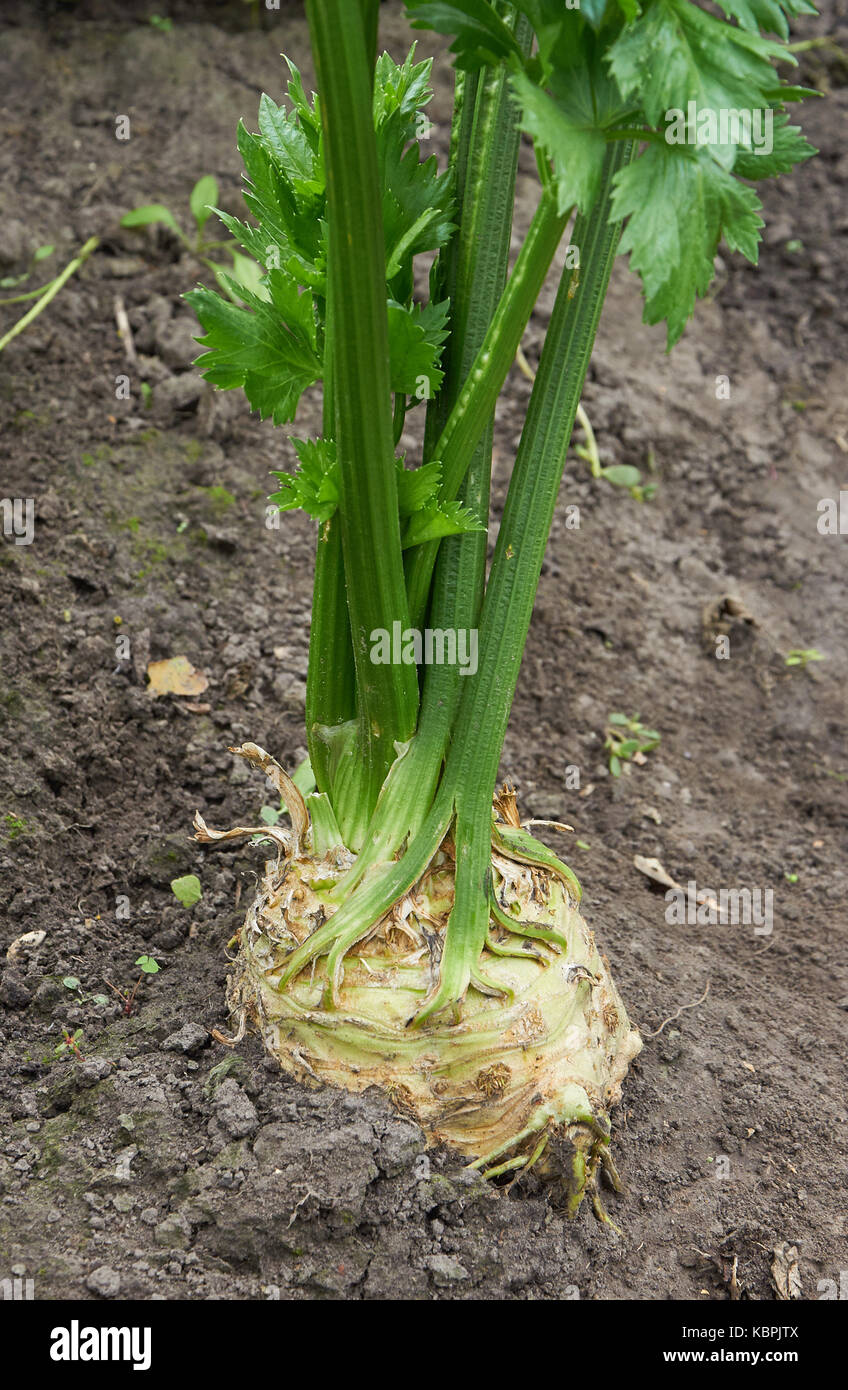 Celery crop field hires stock photography and images Alamy