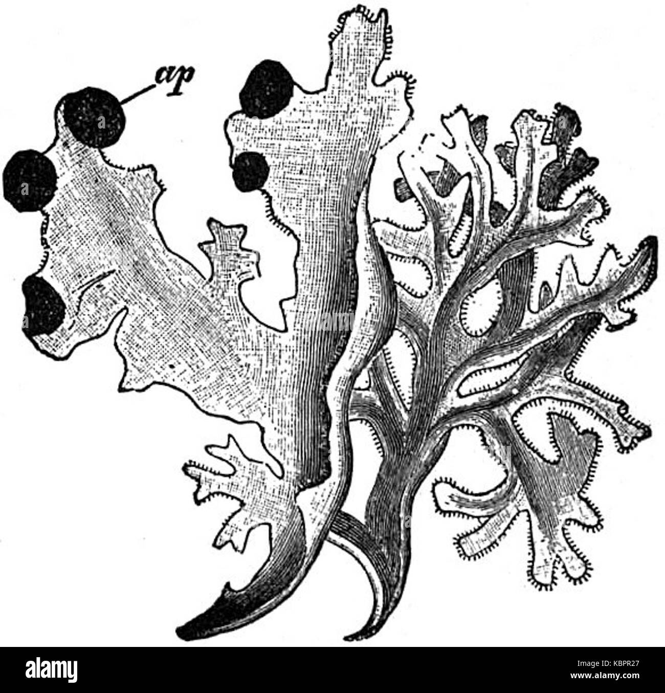 Лишайник пармелия рисунок