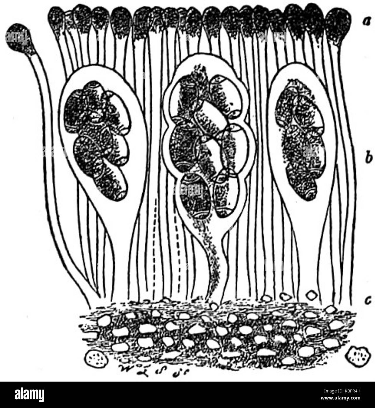 EB1911 Lichens   Xanthoria parietina   apothecium Stock Photo