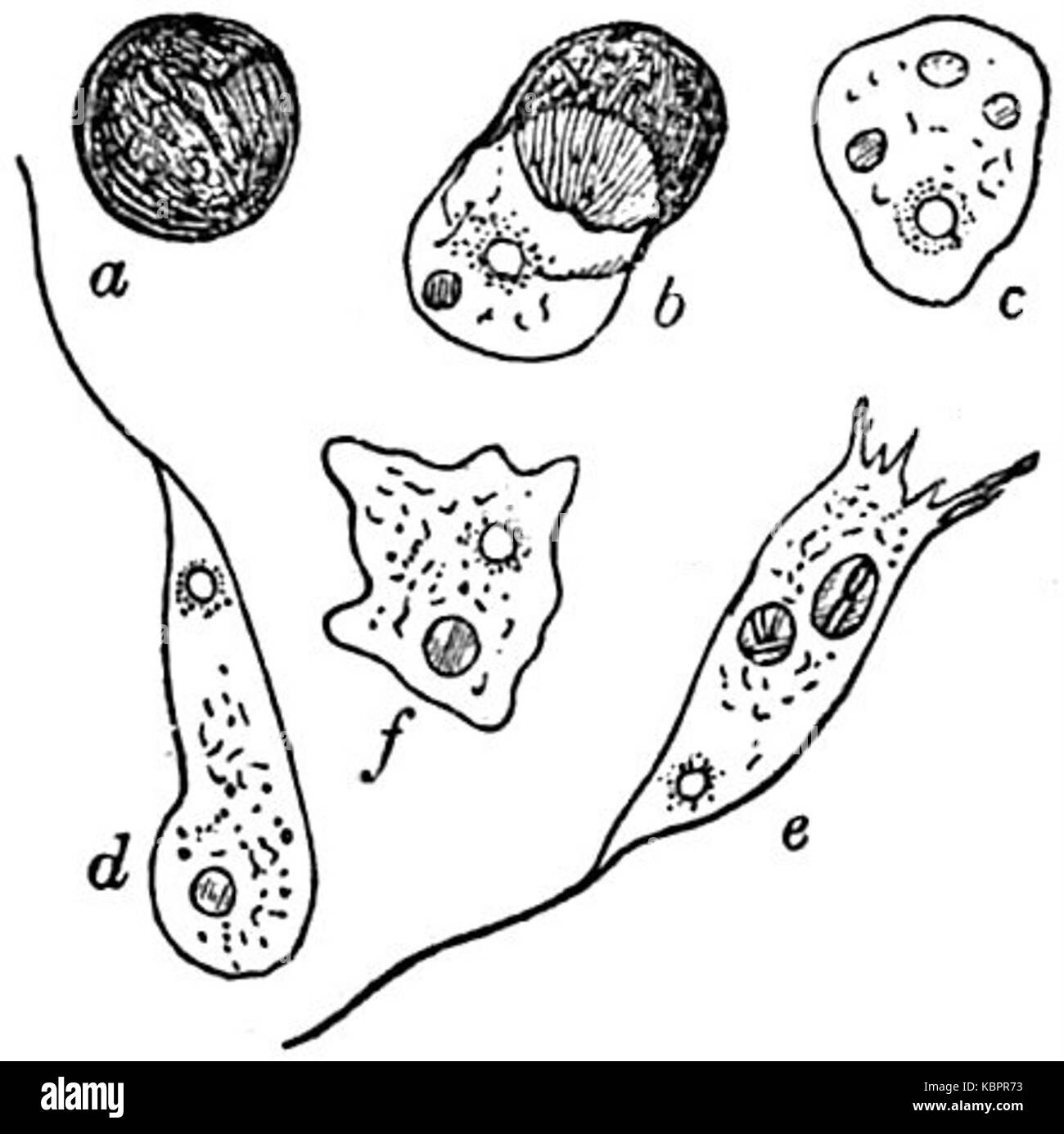 EB1911 Mycetozoa   Didymium difforme   hatching of the spores Stock Photo