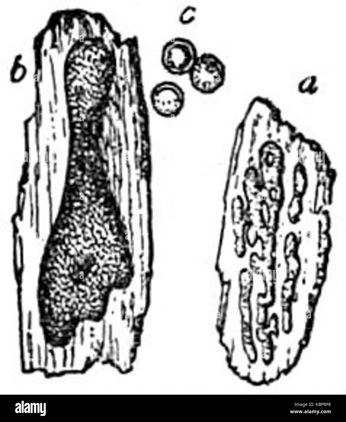 EB1911 Mycetozoa   Licea flexuosa Stock Photo