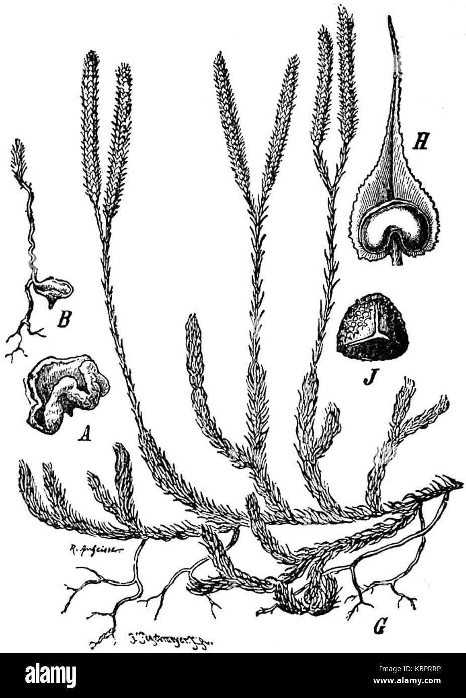 EB1911 Pteridophyta   Lycopodium clavatum Stock Photo