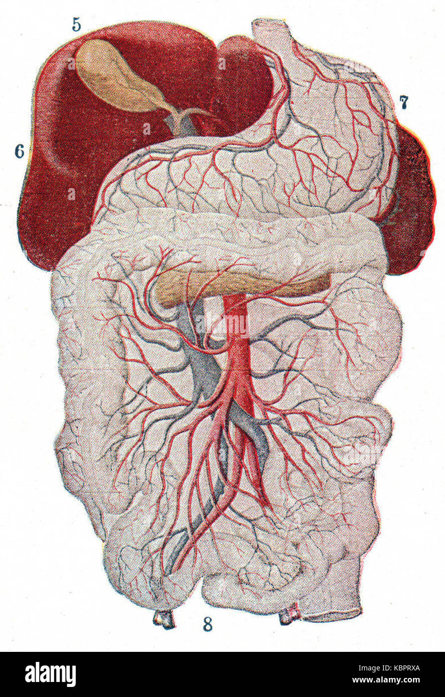 Human stomach illustration Cut Out Stock Images & Pictures - Alamy