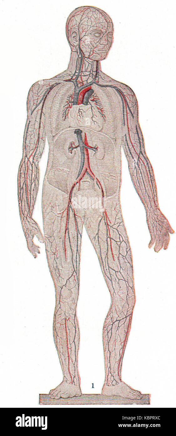 General circulation in the human body extract Stock Photo - Alamy