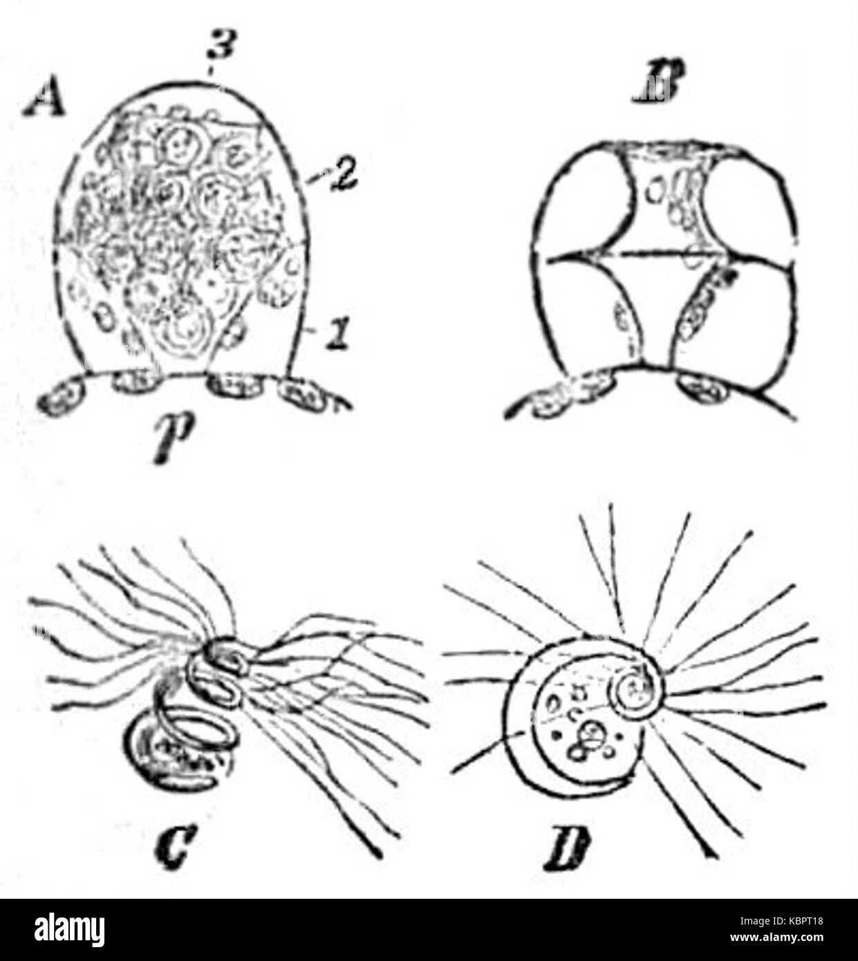 EB1911 Pteridophyta   Polypodium vulgare   antheridia and spermatozoids Stock Photo