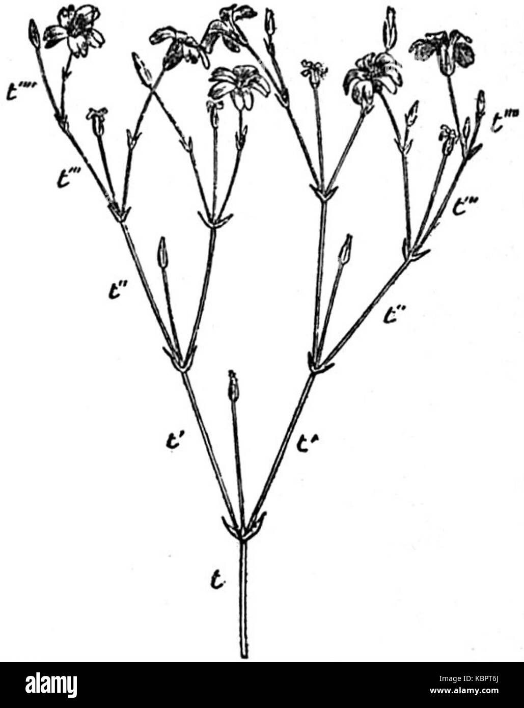 EB1911 Flower   cymose inflorescence of Cerastium collinum Stock Photo