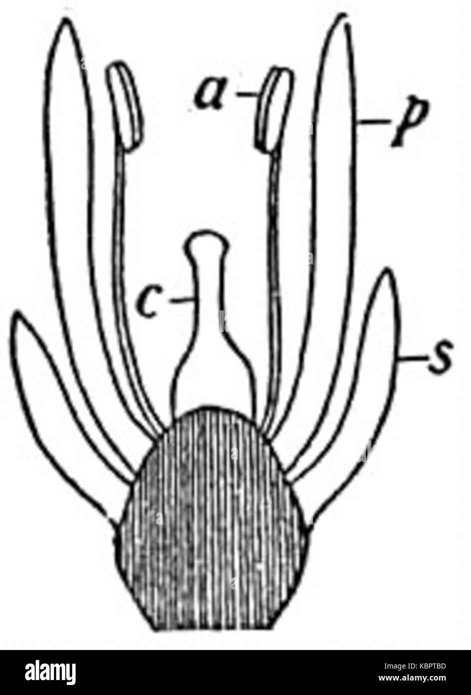 EB1911 Flower diagram illustrating hypogyny of the flower Stock Photo