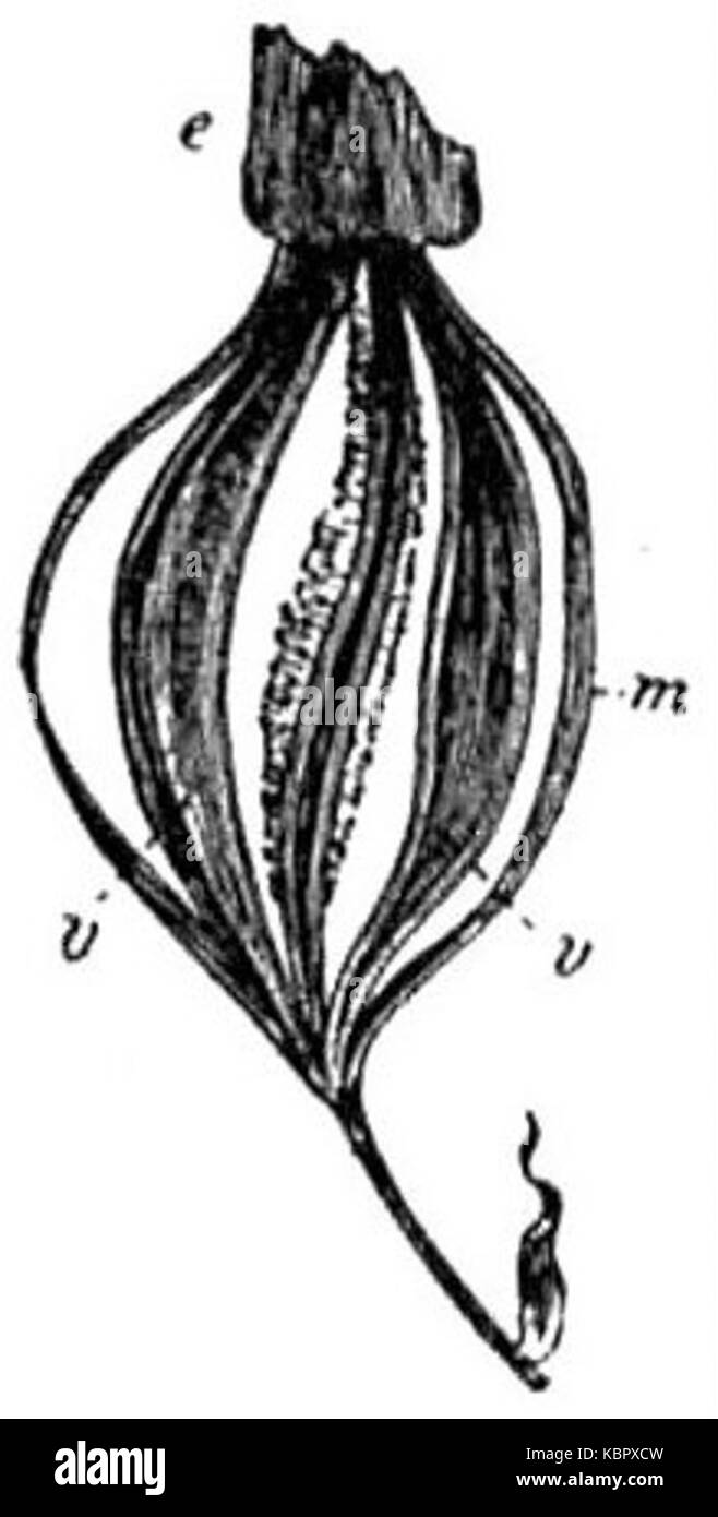 EB1911 Fruit   capsule of Xylobium Stock Photo