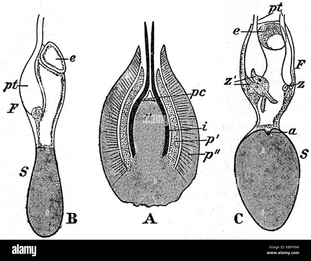 Gnetum Gnemon Black And White Stock Photos Images Alamy