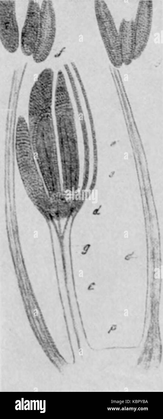 EB1911 Paleobotany   Cordaianthus Penjoni   stamens Stock Photo