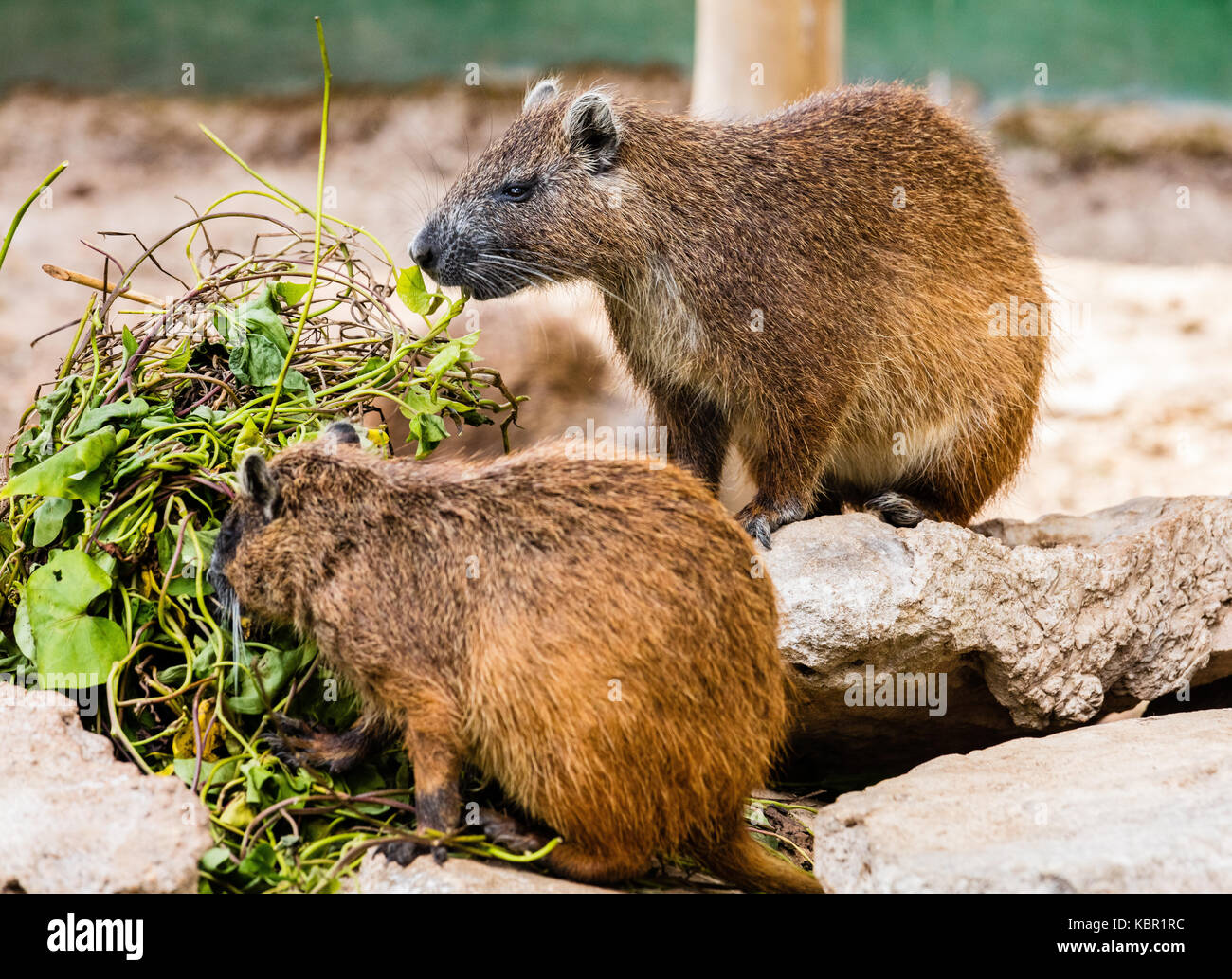 Pair of Cuban hutia, Desmarest's hutia, species of rodent endemic to Cuba  traditionally hunted for food Stock Photo