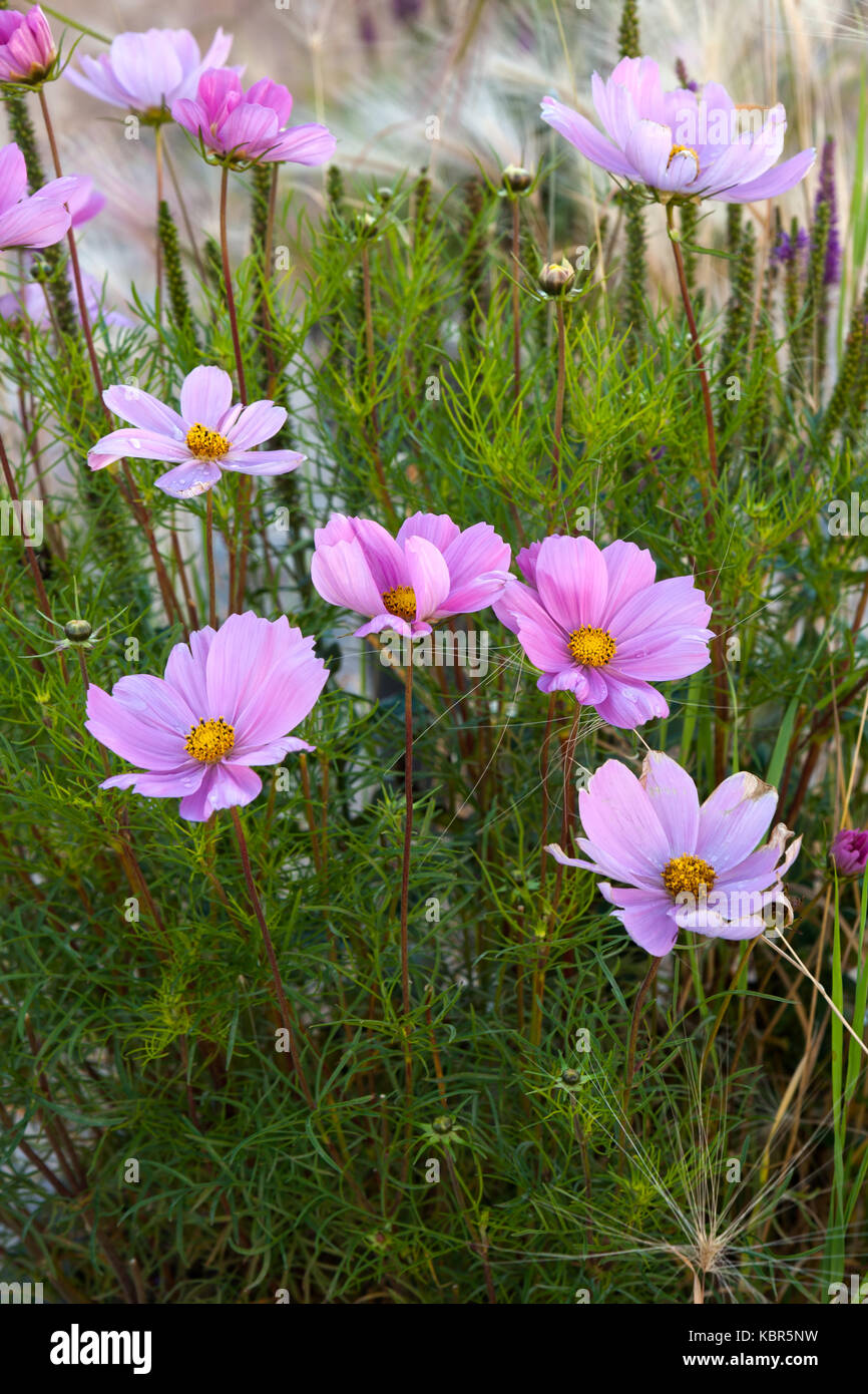 Cosmos flower pink hi-res stock photography and images - Alamy