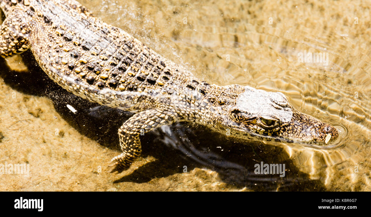 Cuban crocodile (crocodylus rhombifer) critically endangered reptile endemic to Cuba Stock Photo