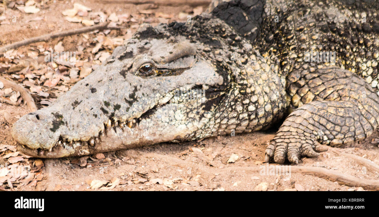 Cuban crocodile (crocodylus rhombifer) critically endangered reptile endemic to Cuba Stock Photo