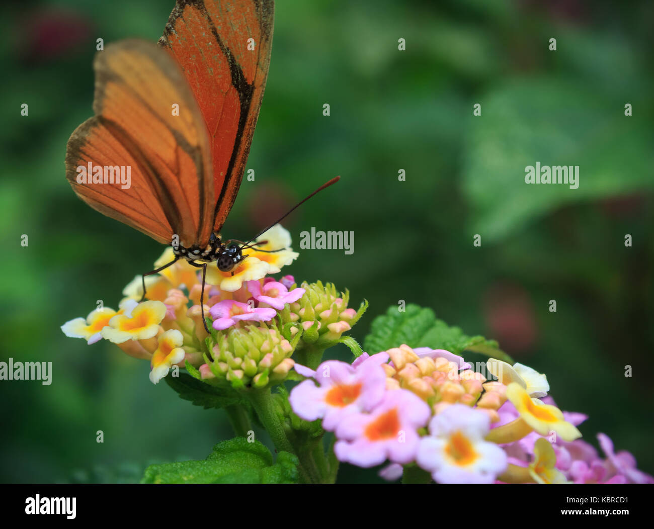 Butterfly Drawing Nectar from flower Stock Photo Alamy