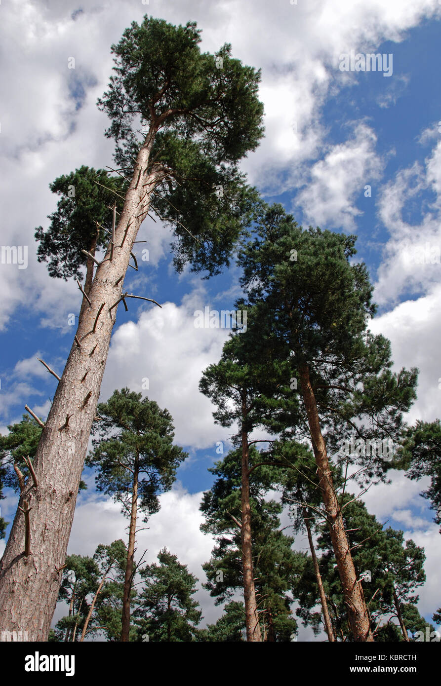 Looking up from the base of a norwegian pine hires stock photography