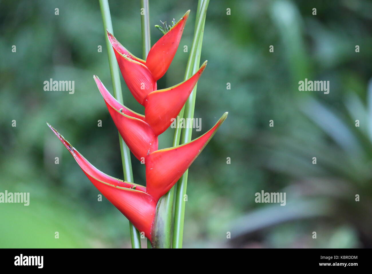 Parrot Flower in Costa Rica Stock Photo