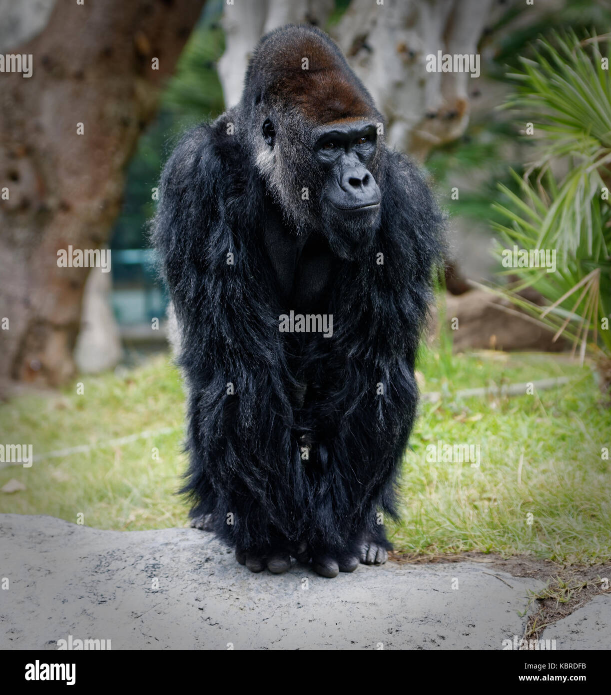 81 Gorilla Gadgets Stock Photos, High-Res Pictures, and Images - Getty  Images