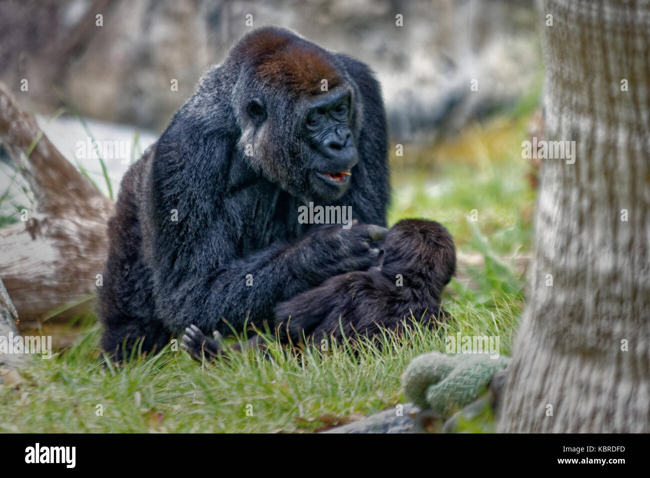 Gorilla looking to her baby Stock Photo