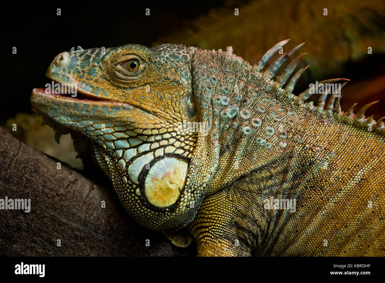 Iguana lizard in vivarium Stock Photo