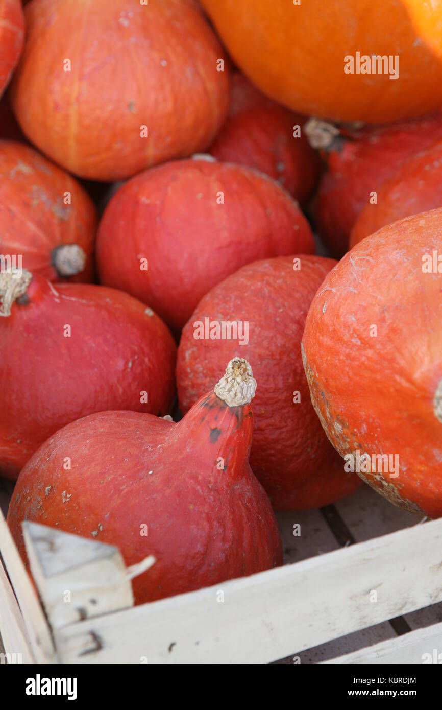 Kiste gefüllt mit Hokkaido - Speise Kürbisse in orange Stock Photo - Alamy