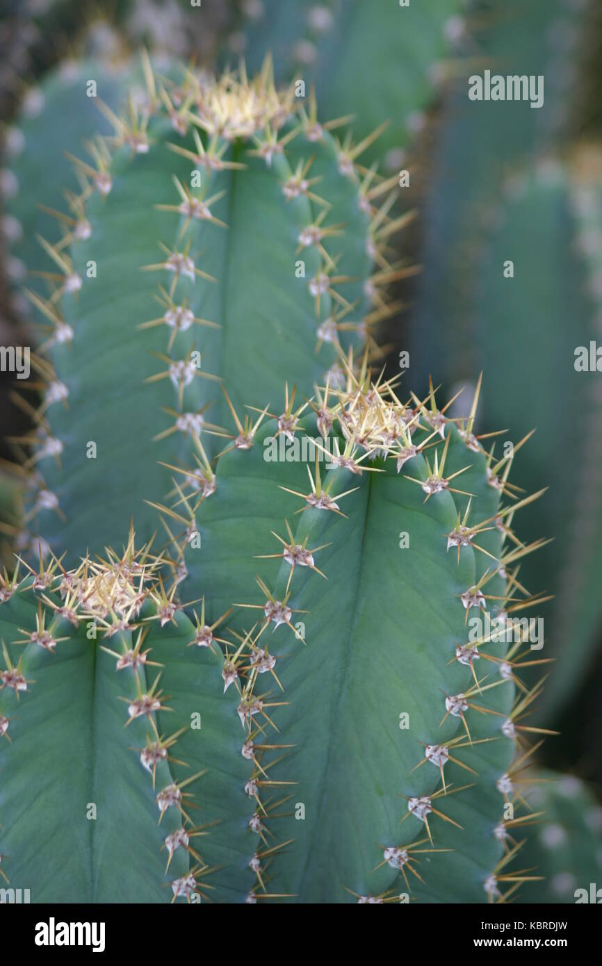 Nahaufname Kaktus Kakteen grün - Close-up of cactus cacti green Stock Photo
