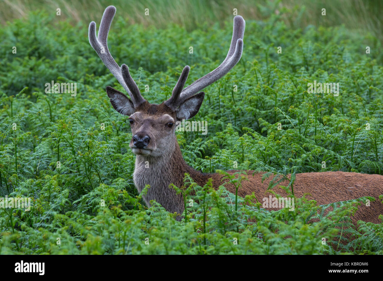 Red Deer stag in Glen Etive, scotland Stock Photo