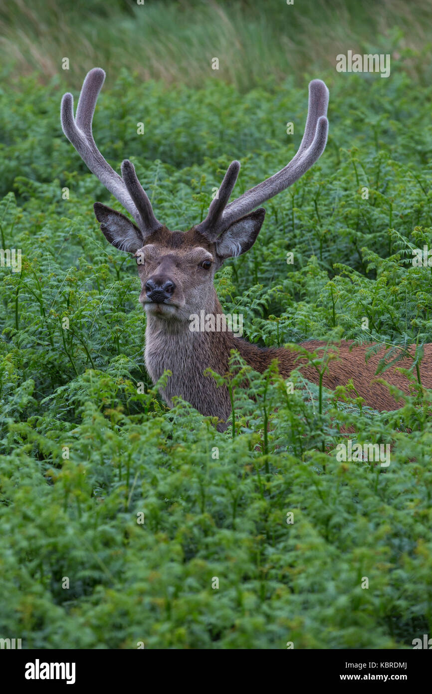Red Deer stag in Glen Etive, scotland Stock Photo