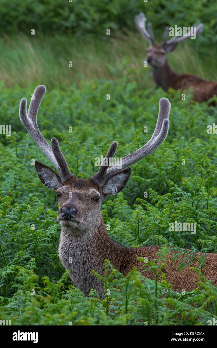 Red Deer stag in Glen Etive, Scotland Stock Photo