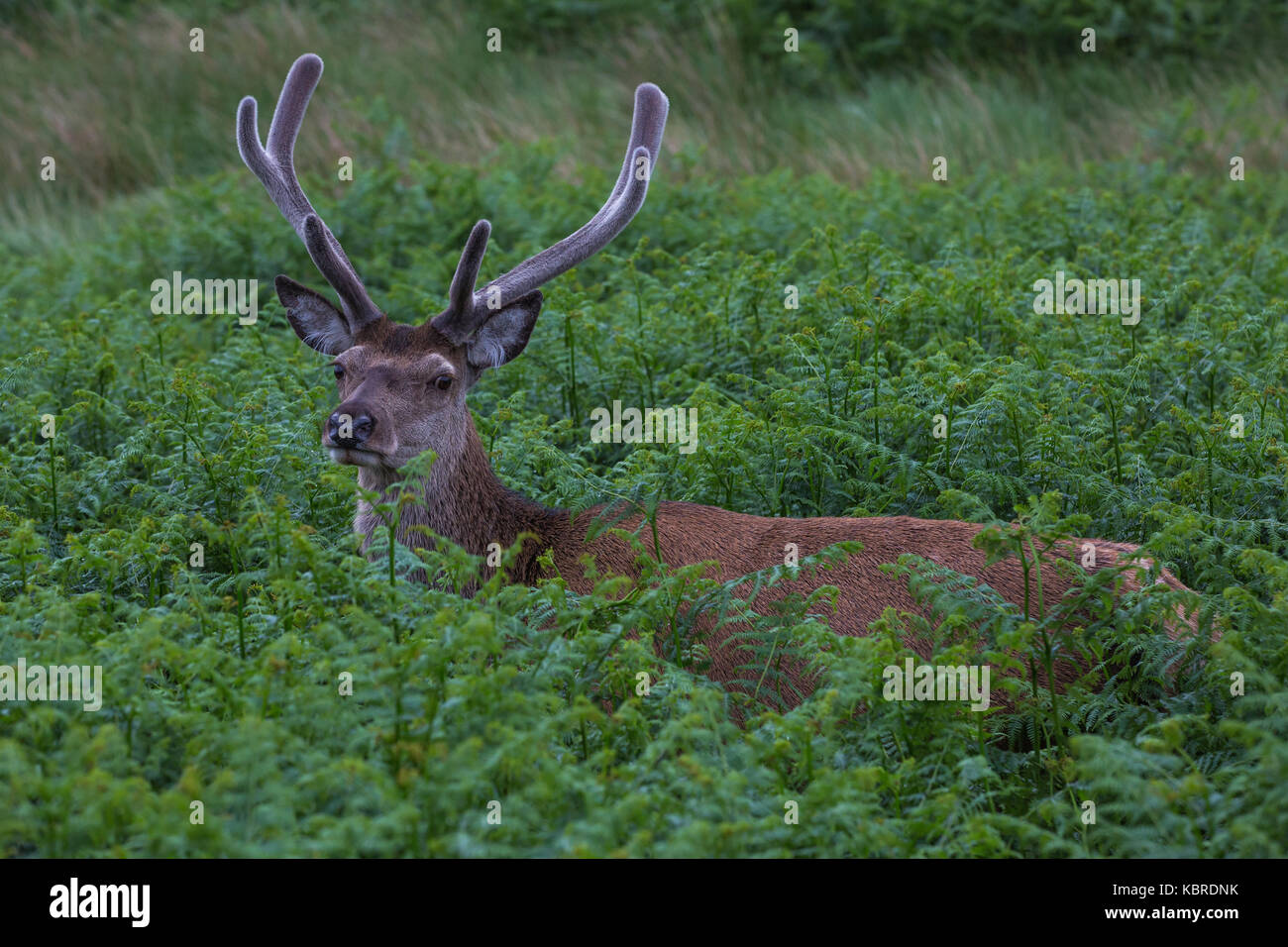 Red Deer stag in Glen Etive, Scotland Stock Photo