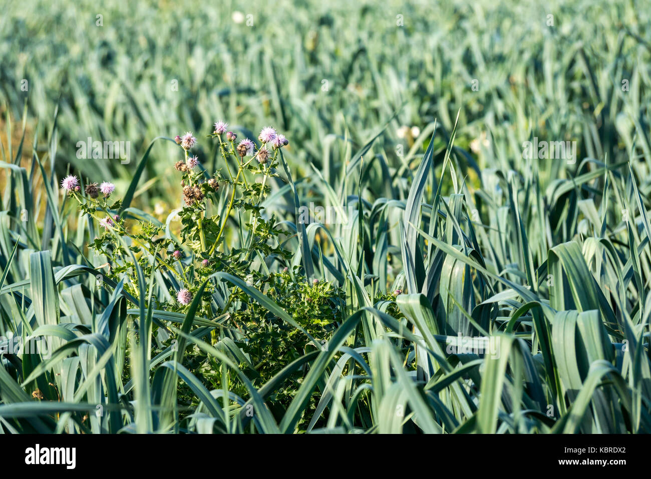 Low perspective view of leek plant crop growing in field with thistle weeds, East Lothian, Scotland, United Kingdom Stock Photo