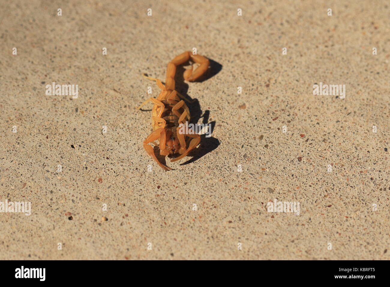 Arizona Bark scorpion Stock Photo