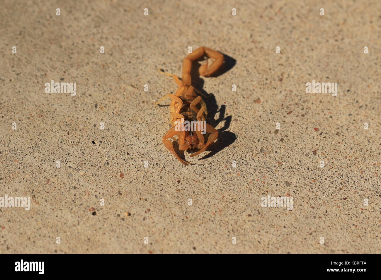 Arizona Bark scorpion Stock Photo