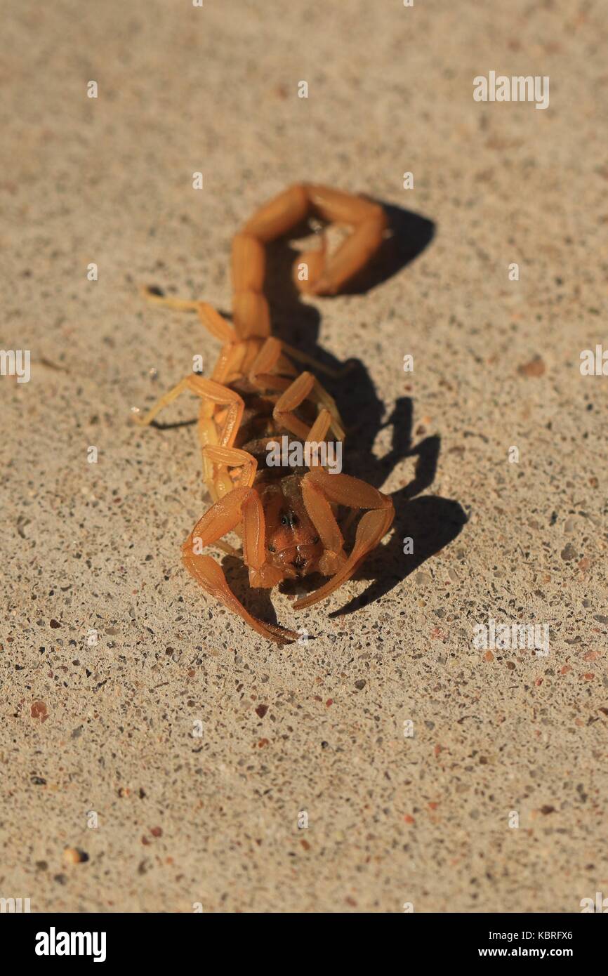 Arizona Bark scorpion Stock Photo