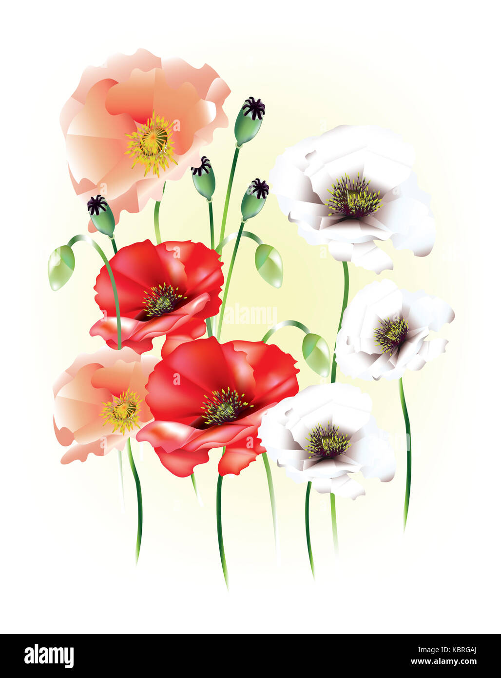 Display of poppies Cut Out Stock Images & Pictures - Alamy