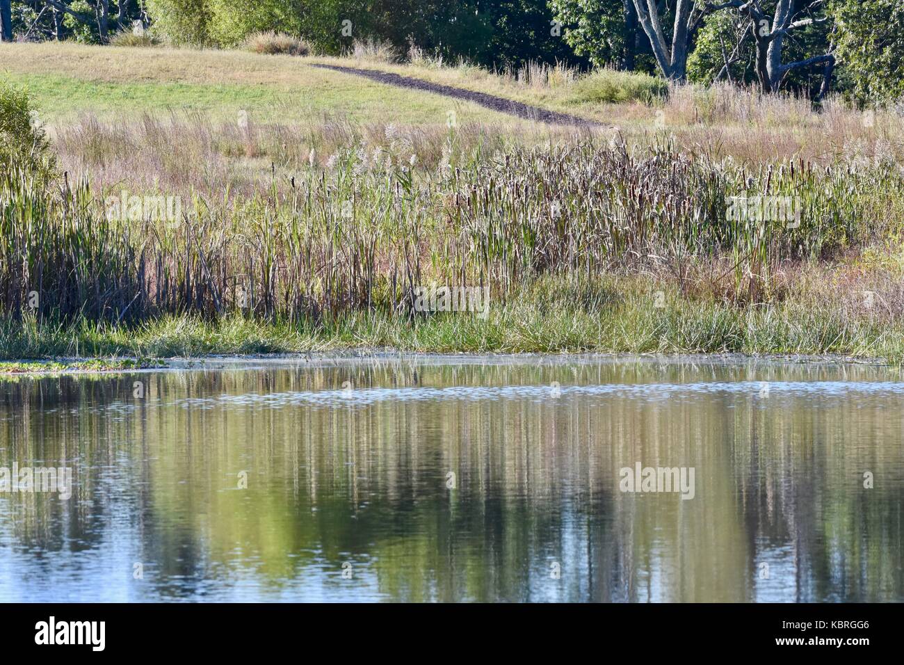Shoreline of pond with tall aquatic grass growing near the edge Stock