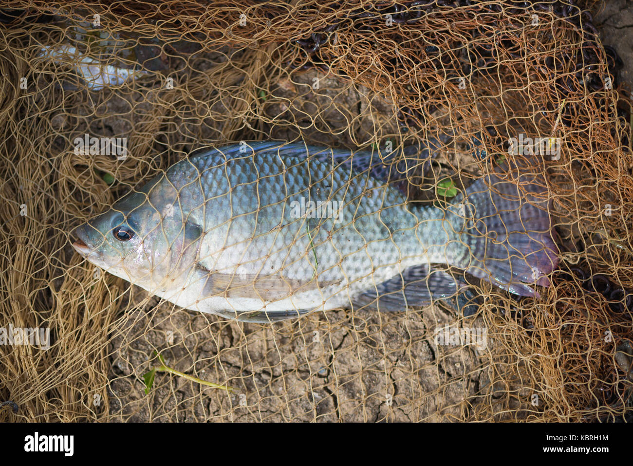 Fish in fishing net on the ground. animal Stock Photo - Alamy