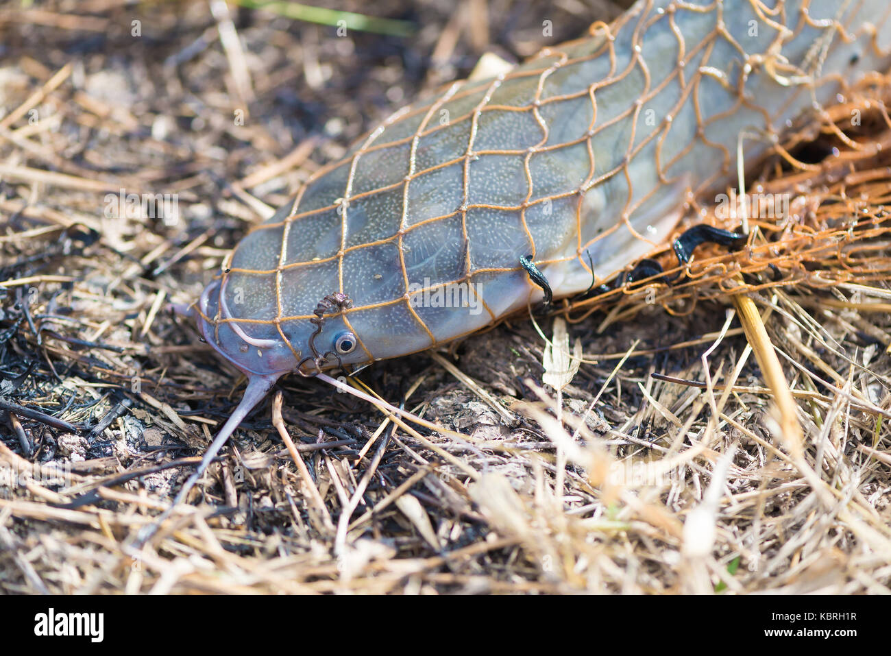 Fish in fishing net on the ground. animal Stock Photo - Alamy