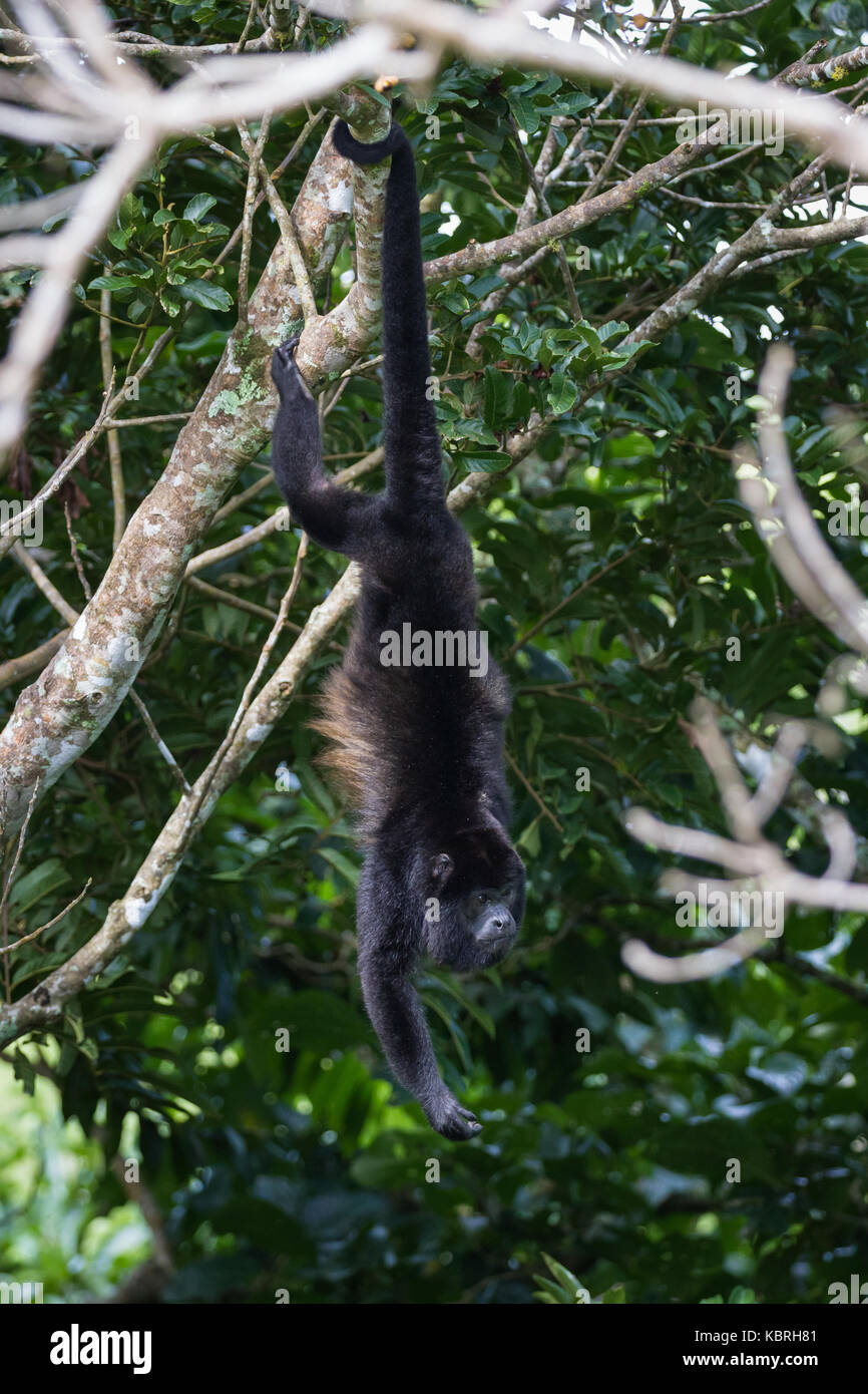 Monkey hanging from tail hi-res stock photography and images - Alamy