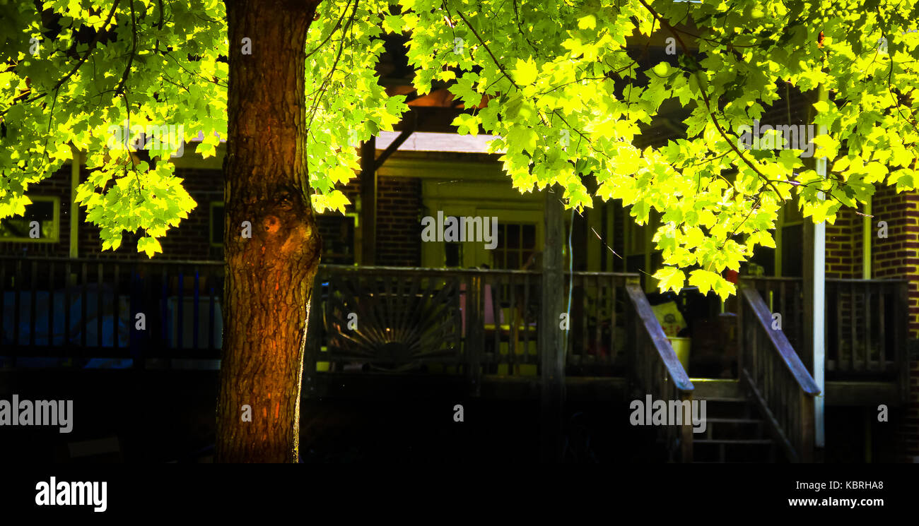 Autumn tree at Backyard Stock Photo - Alamy