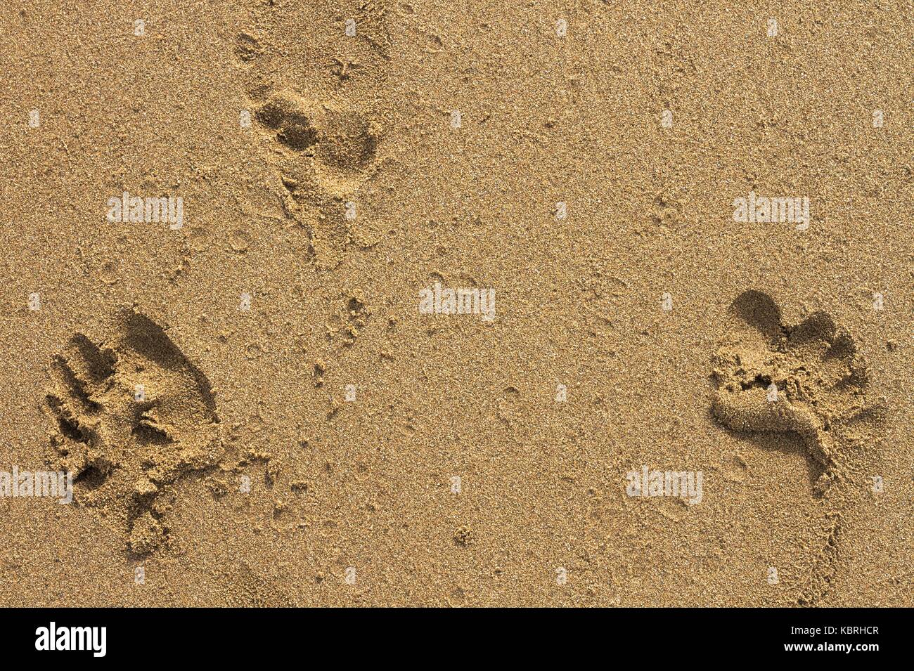 Three footprints in wet sand. Stock Photo