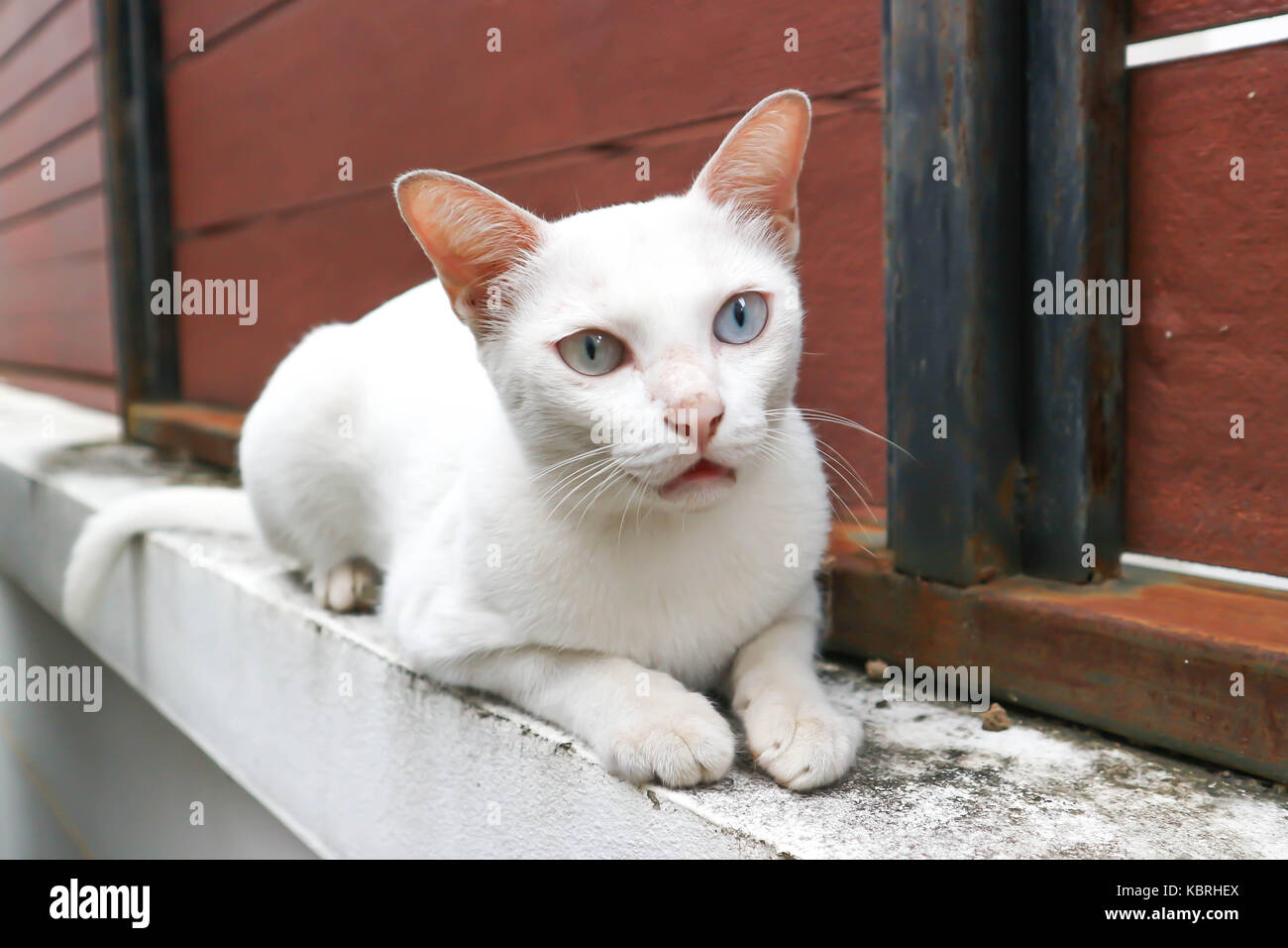 Thai hotsell white cat