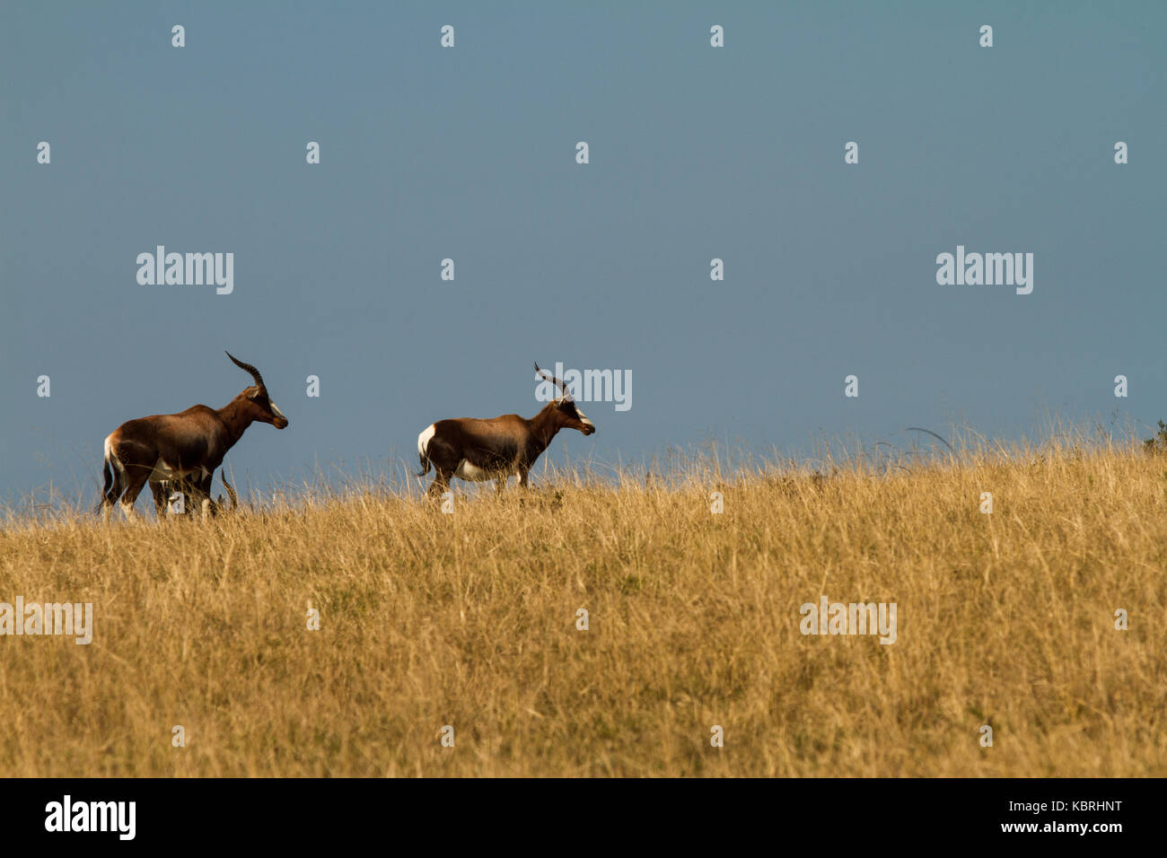Bontebok in a field, Botlierskop Private Game Reserve Stock Photo