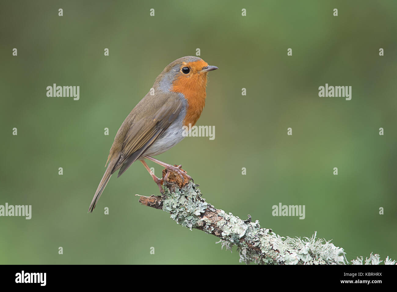 A close up profile portrait of a robin perched on the end of a branch facing to the right with a natural green background and text space Stock Photo