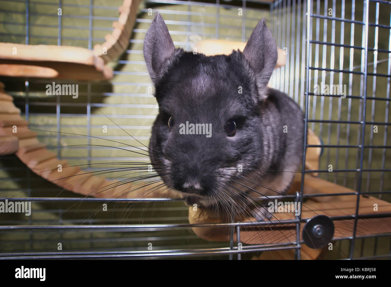 Chinchilla in a cage. Chinchilla at home. Chinchilla portrait Stock Photo Alamy