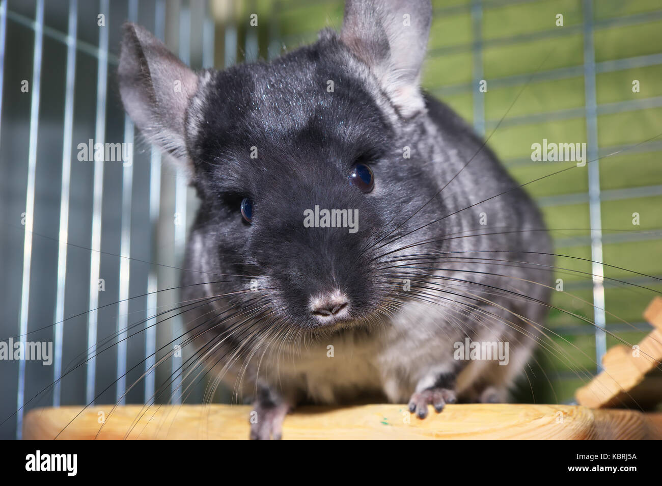 Can You Let A Chinchilla Out Of Its Cage