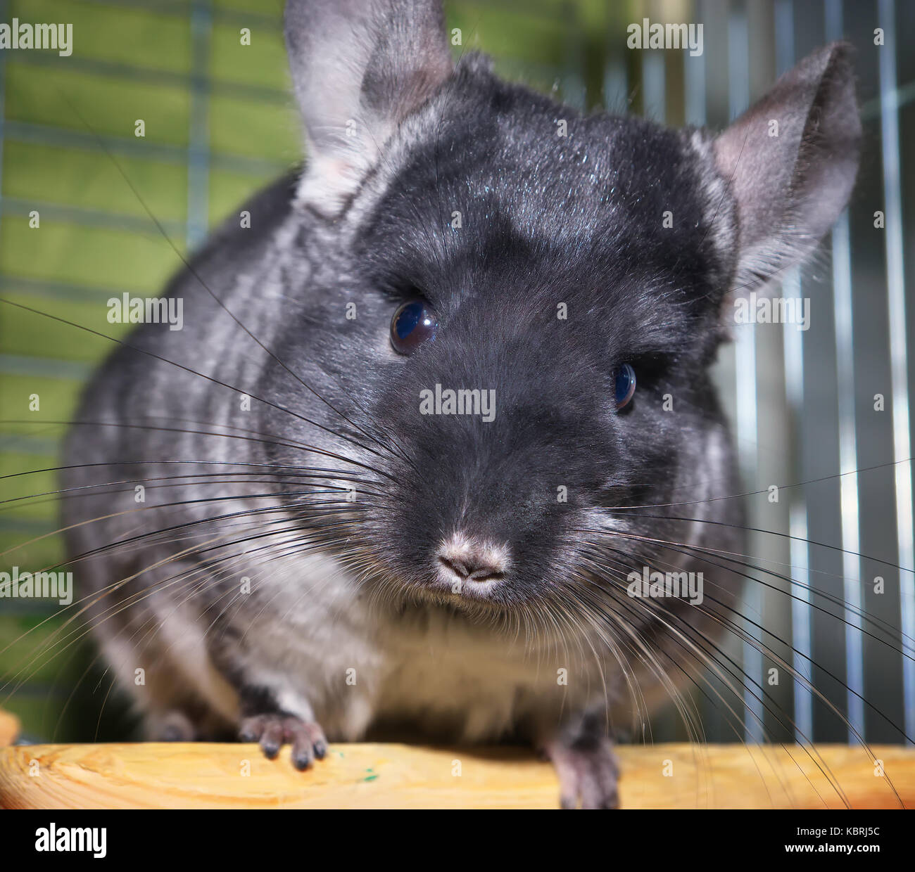 Chinchilla in a cage. Chinchilla at home. Chinchilla portrait Stock Photo Alamy