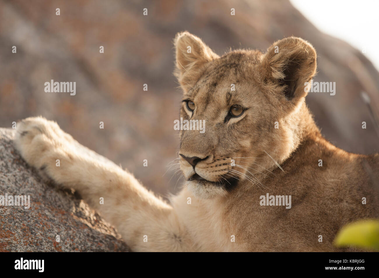 young lion close up on rocks, paw resting on rocks Stock Photo