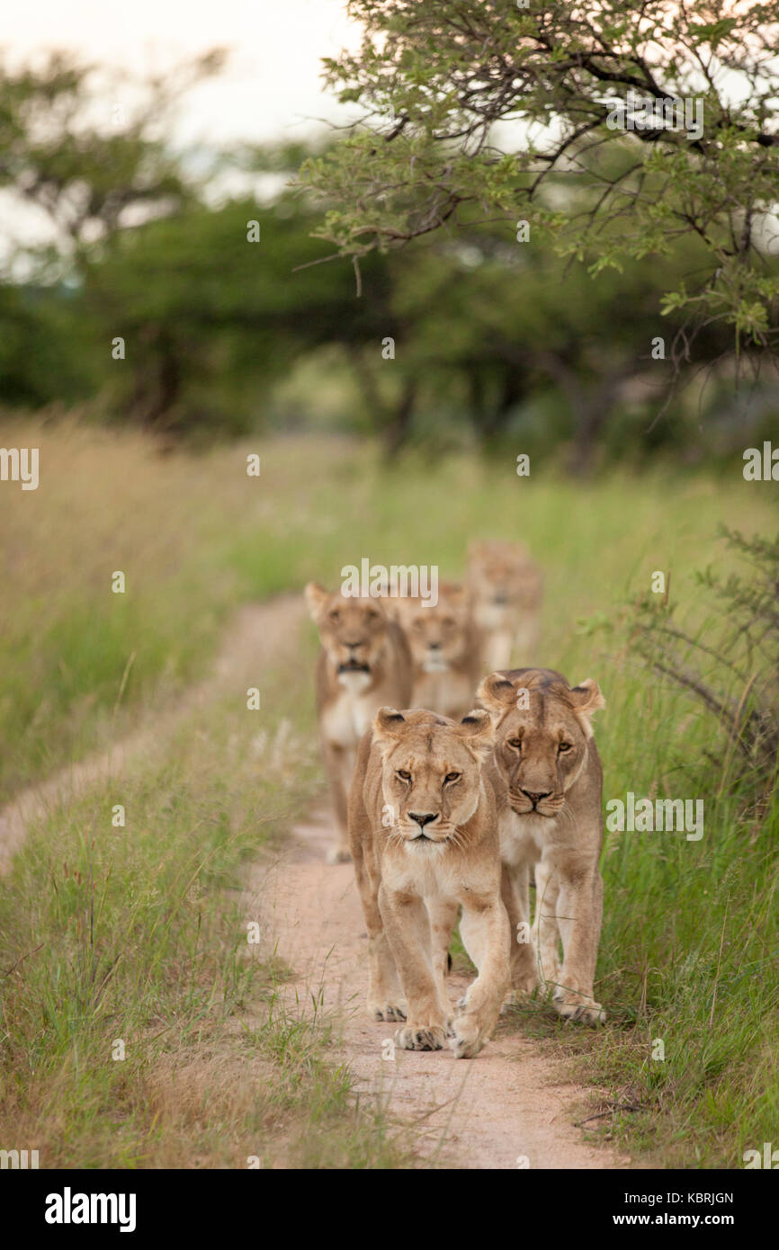 pride of lions walking on dirt road in a row Stock Photo